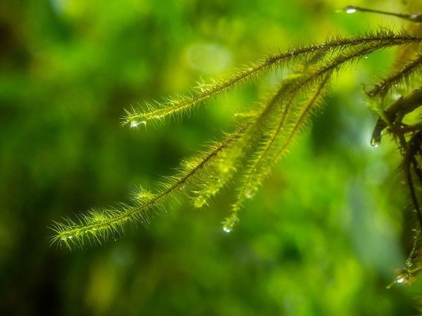Fiji-Taveuni Island Close-up of a small fern with water drops